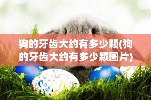 狗的牙齒大約有多少顆(狗的牙齒大約有多少顆圖片)