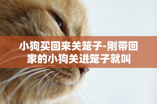 小狗買回來關籠子-剛帶回家的小狗關進籠子就叫