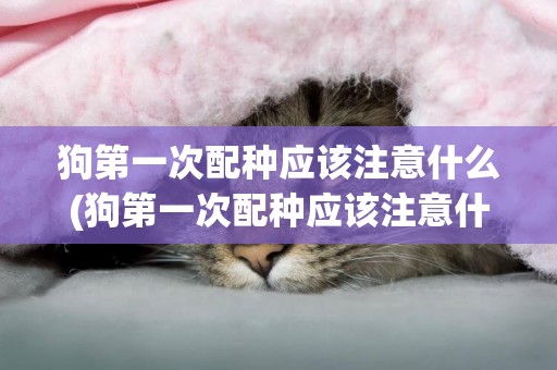 狗第一次配種應該注意什么(狗第一次配種應該注意什么嗎)