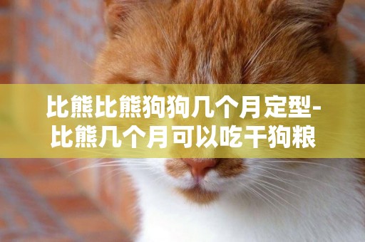 比熊比熊狗狗幾個月定型-比熊幾個月可以吃干狗糧