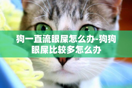 狗一直流眼屎怎么辦-狗狗眼屎比較多怎么辦