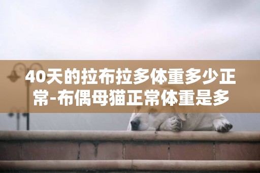 40天的拉布拉多體重多少正常-布偶母貓正常體重是多少