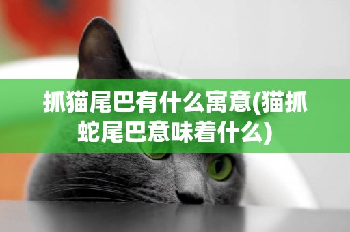 抓貓尾巴有什么寓意(貓抓蛇尾巴意味著什么)