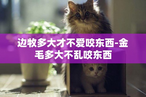邊牧多大才不愛咬東西-金毛多大不亂咬東西