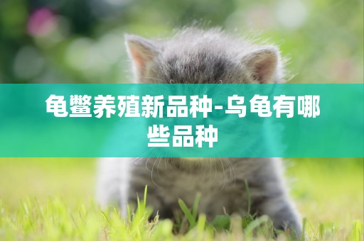龜鱉養殖新品種-烏龜有哪些品種