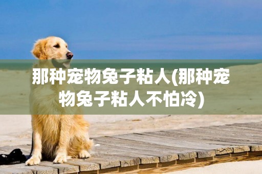 那種寵物兔子粘人(那種寵物兔子粘人不怕冷)