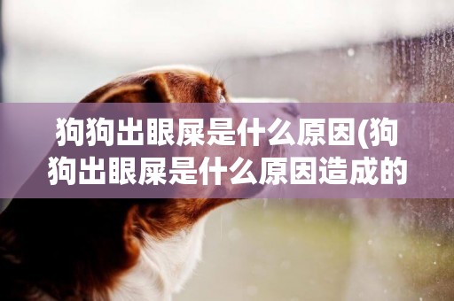 狗狗出眼屎是什么原因(狗狗出眼屎是什么原因造成的)