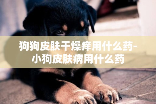 狗狗皮膚干燥癢用什么藥-小狗皮膚病用什么藥