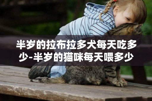 半歲的拉布拉多犬每天吃多少-半歲的貓咪每天喂多少