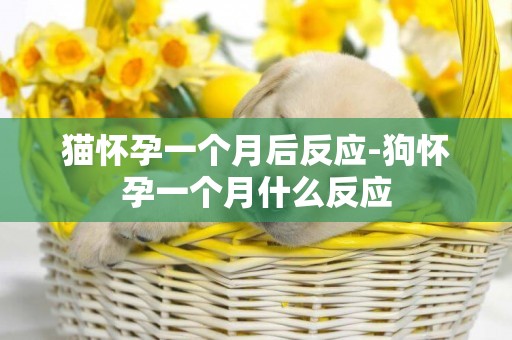 貓懷孕一個月后反應-狗懷孕一個月什么反應