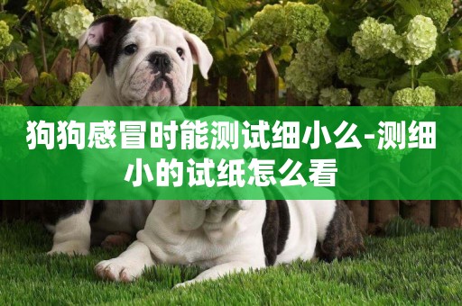 狗狗感冒時能測試細小么-測細小的試紙怎么看