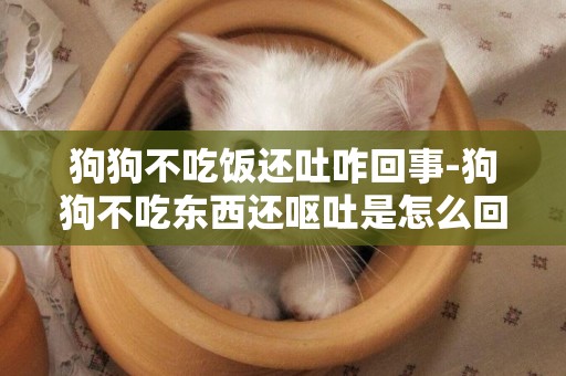 狗狗不吃飯還吐咋回事-狗狗不吃東西還嘔吐是怎么回事