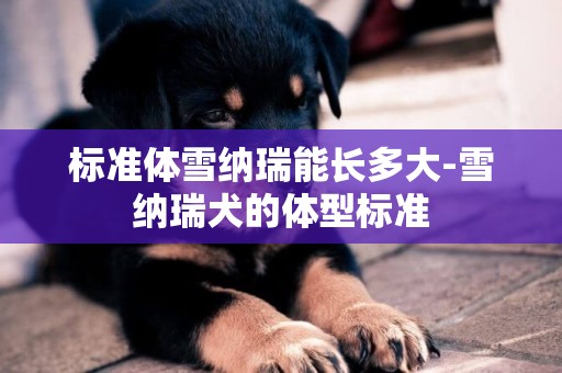 標準體雪納瑞能長多大-雪納瑞犬的體型標準