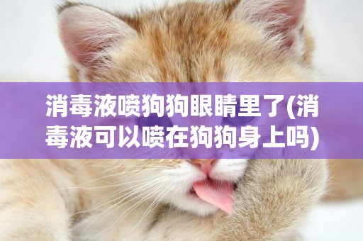 消毒液噴狗狗眼睛里了(消毒液可以噴在狗狗身上嗎)