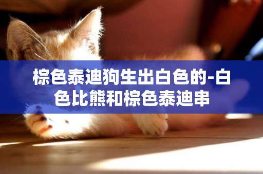 棕色泰迪狗生出白色的-白色比熊和棕色泰迪串
