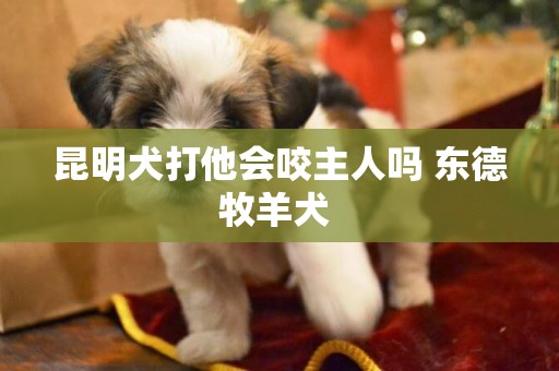 昆明犬打他會咬主人嗎 東德牧羊犬 
