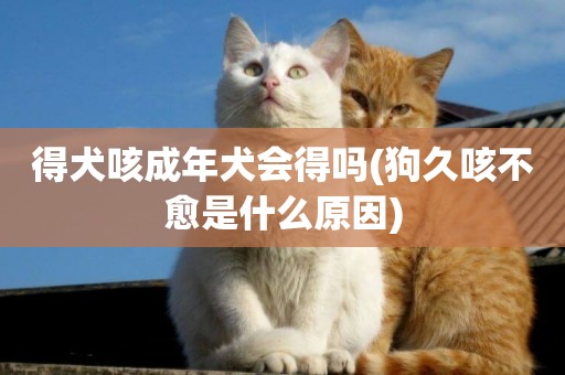 得犬咳成年犬會得嗎(狗久咳不愈是什么原因)