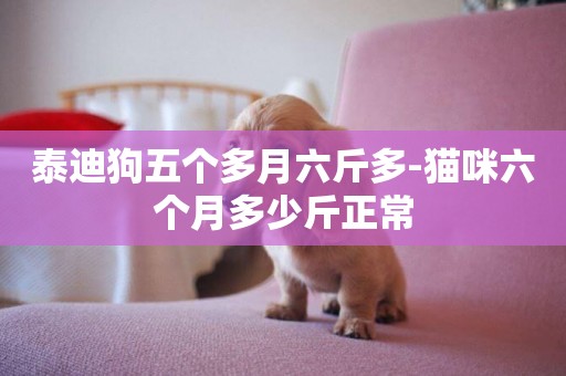 泰迪狗五個多月六斤多-貓咪六個月多少斤正常