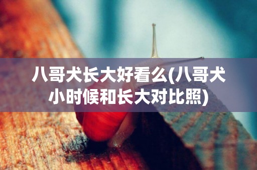 八哥犬長大好看么(八哥犬小時候和長大對比照)