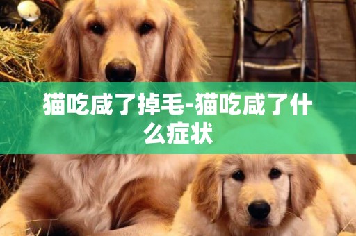 貓吃咸了掉毛-貓吃咸了什么癥狀
