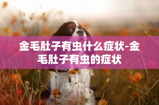 金毛肚子有蟲什么癥狀-金毛肚子有蟲的癥狀