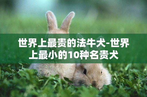 世界上最貴的法牛犬-世界上最小的10種名貴犬