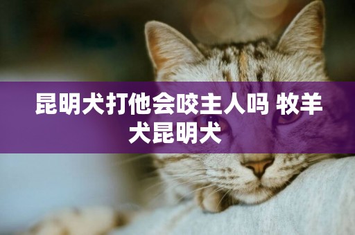 昆明犬打他會咬主人嗎 牧羊犬昆明犬 