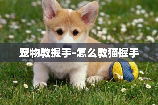 寵物教握手-怎么教貓握手