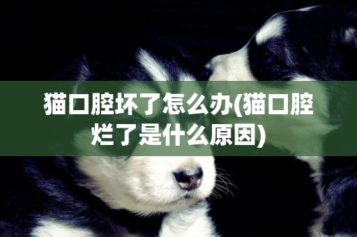 貓口腔壞了怎么辦(貓口腔爛了是什么原因)