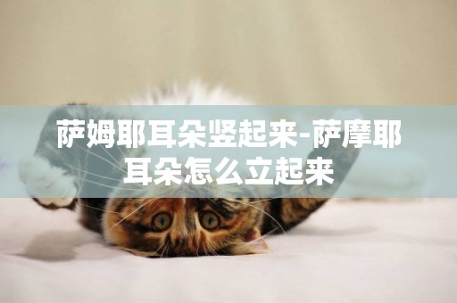 薩姆耶耳朵豎起來-薩摩耶耳朵怎么立起來