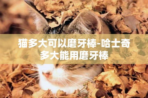 貓多大可以磨牙棒-哈士奇多大能用磨牙棒