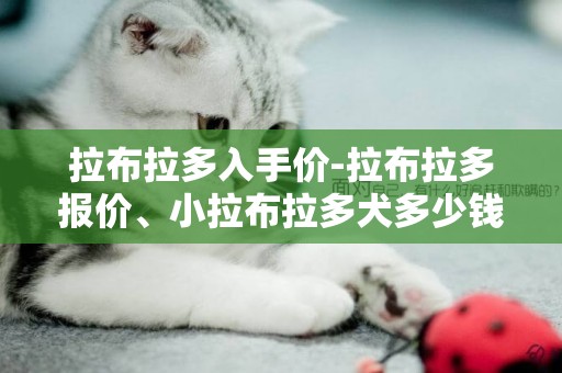 拉布拉多入手價-拉布拉多報價、小拉布拉多犬多少錢一只