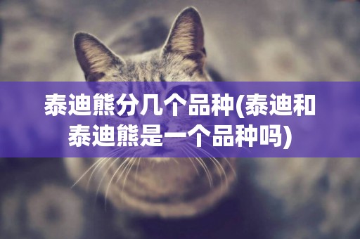 泰迪熊分幾個品種(泰迪和泰迪熊是一個品種嗎)