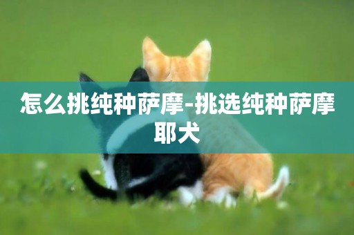 怎么挑純種薩摩-挑選純種薩摩耶犬