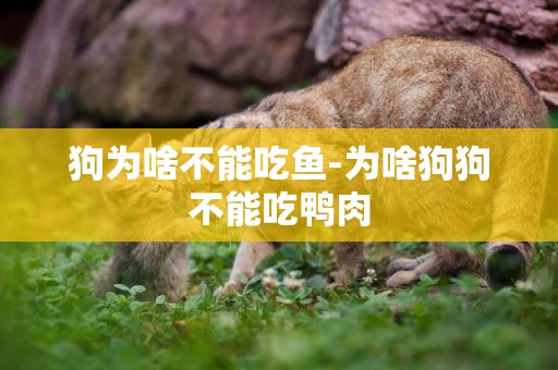 狗為啥不能吃魚-為啥狗狗不能吃鴨肉