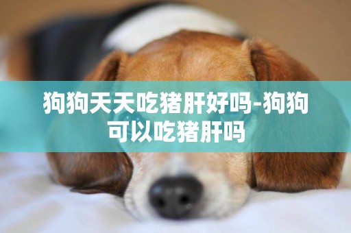 狗狗天天吃豬肝好嗎-狗狗可以吃豬肝嗎