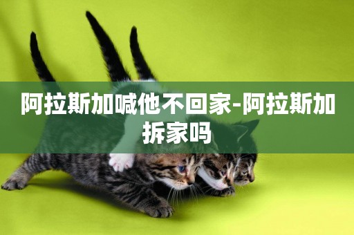 阿拉斯加喊他不回家-阿拉斯加拆家嗎