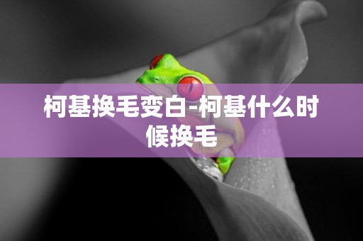 柯基換毛變白-柯基什么時候換毛