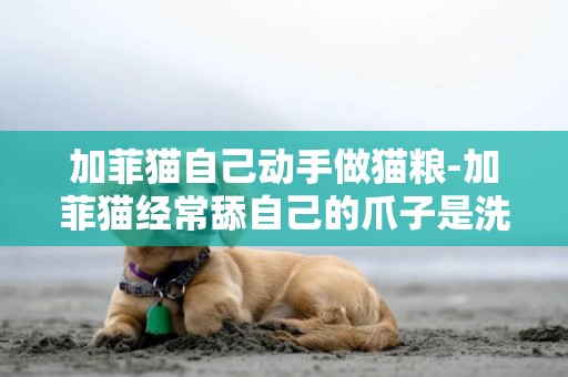 加菲貓自己動手做貓糧-加菲貓經常舔自己的爪子是洗手嗎