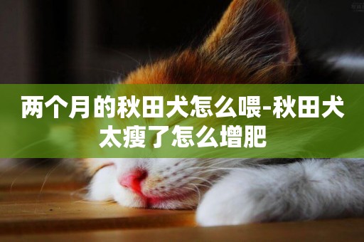 兩個月的秋田犬怎么喂-秋田犬太瘦了怎么增肥