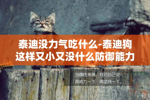 泰迪沒力氣吃什么-泰迪狗這樣又小又沒什么防御能力的狗