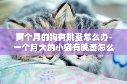 兩個月的狗有跳蚤怎么辦-一個月大的小貓有跳蚤怎么辦