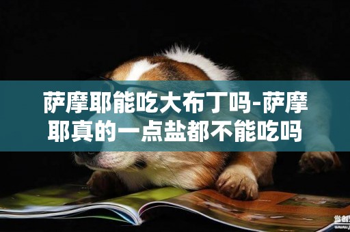 薩摩耶能吃大布丁嗎-薩摩耶真的一點鹽都不能吃嗎