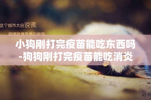 小狗剛打完疫苗能吃東西嗎-狗狗剛打完疫苗能吃消炎藥嗎