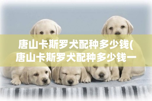 唐山卡斯羅犬配種多少錢(唐山卡斯羅犬配種多少錢一只)