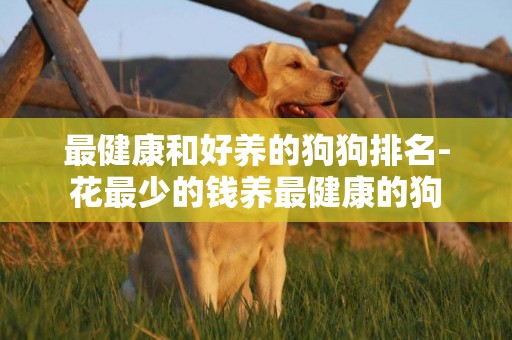 最健康和好養的狗狗排名-花最少的錢養最健康的狗