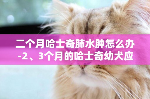 二個月哈士奇肺水腫怎么辦-2、3個月的哈士奇幼犬應該怎么喂養