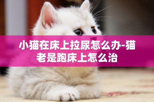 小貓在床上拉尿怎么辦-貓老是跑床上怎么治
