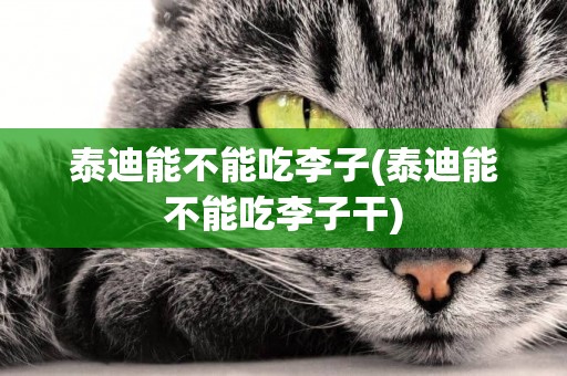 泰迪能不能吃李子(泰迪能不能吃李子干)