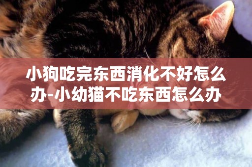 小狗吃完東西消化不好怎么辦-小幼貓不吃東西怎么辦